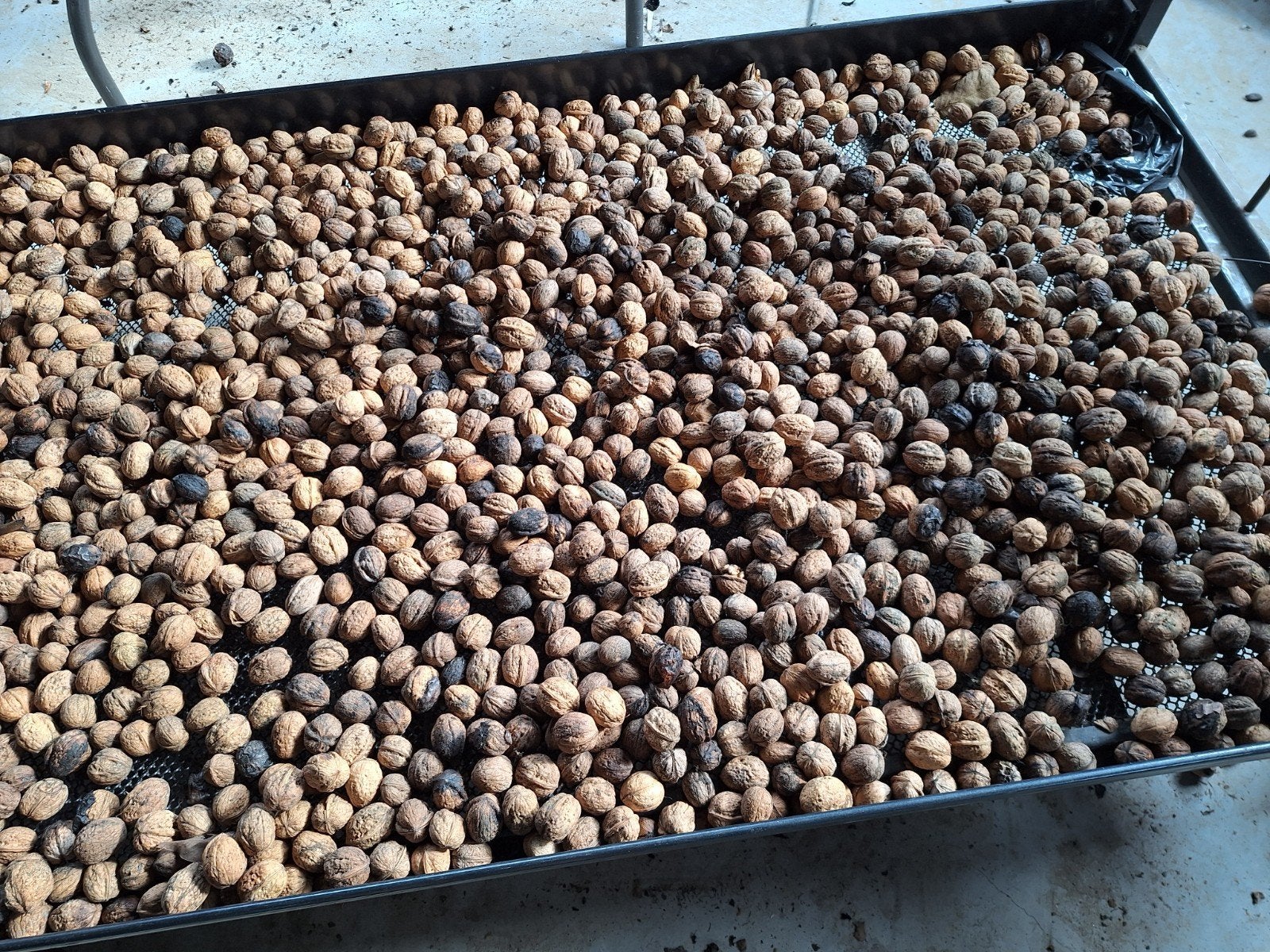 walnoten  €4.00 per kilo Biologische, Ophalen