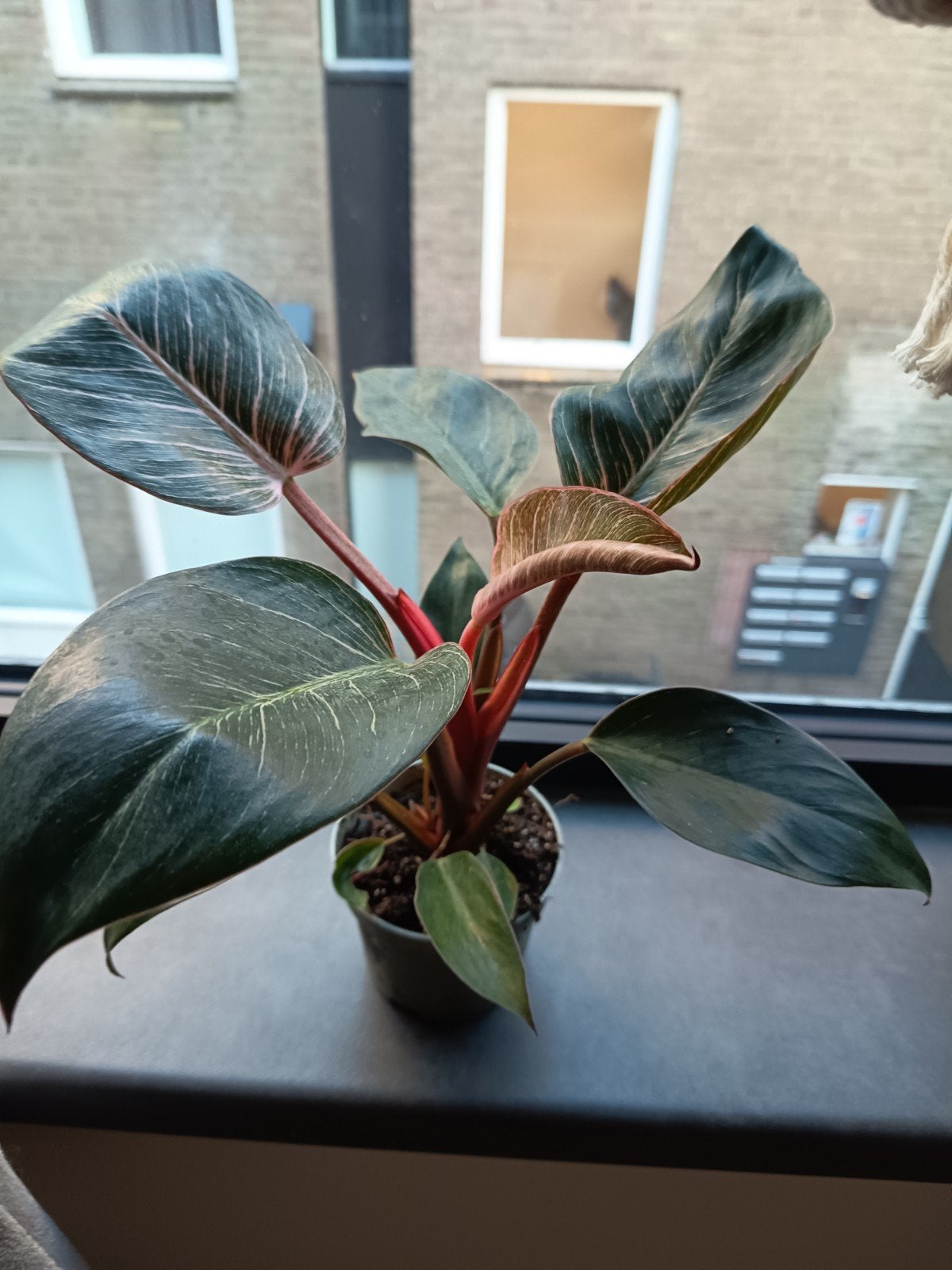 Philodendron Pink Birkin - Gezonde kamerplant 25cm, Ophalen, Halfschaduw, Minder dan 100 cm
