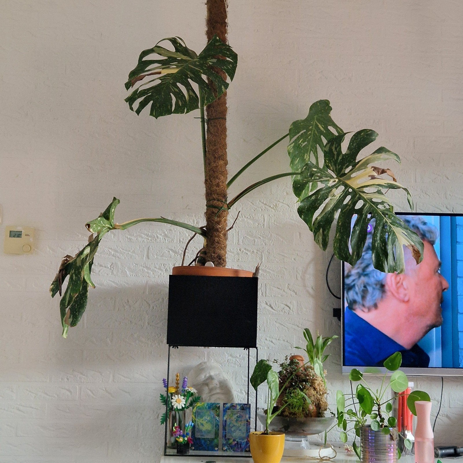 Grote Monstera Thai Constellation, Huis en Inrichting, Kamerplanten, Ophalen of Verzenden, Halfschaduw, 100 tot 150 cm