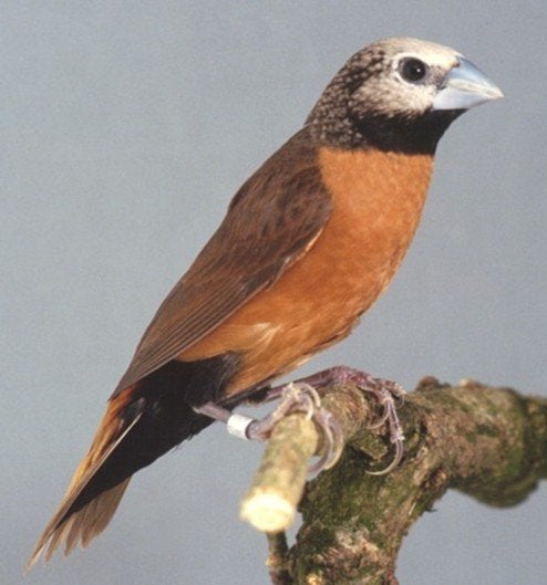 witschedelnonnen, Dieren en Toebehoren, Vogels | Overige Vogels, Geslacht onbekend, Tropenvogel, Geringd