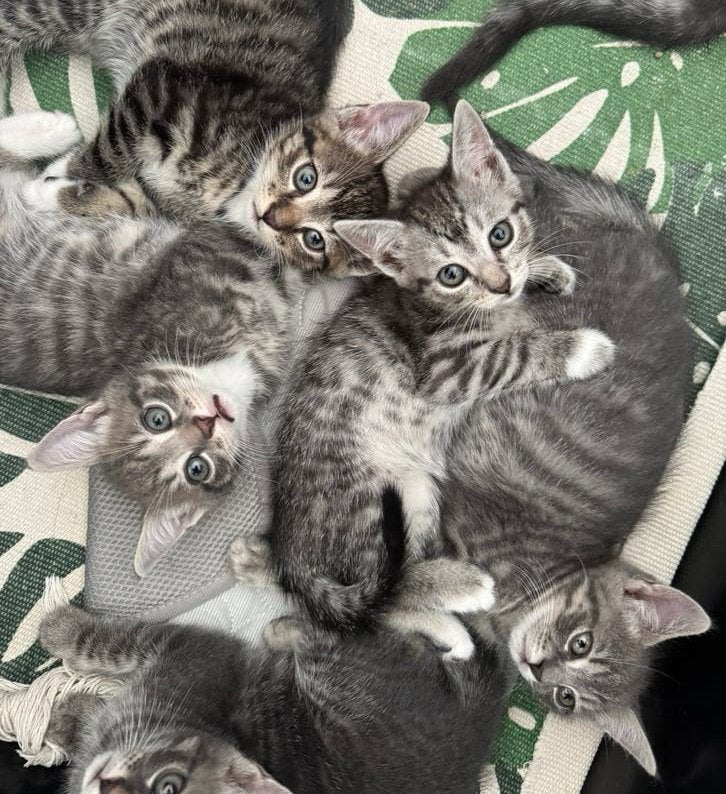 lieve Europees korthaar kittens - 9 weken, Dieren en Toebehoren, Katten en Kittens | Overige Katten, Meerdere dieren