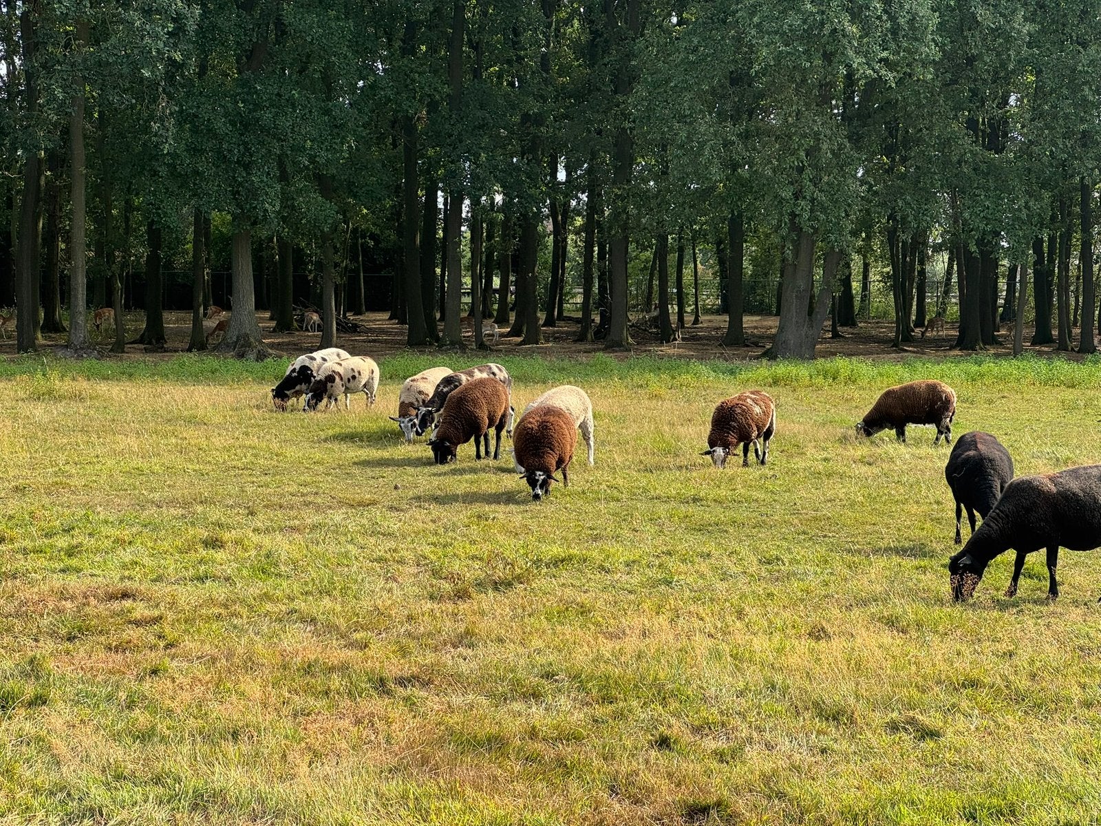 Bonte schapen, Dieren en Toebehoren, Stalling en Weidegang