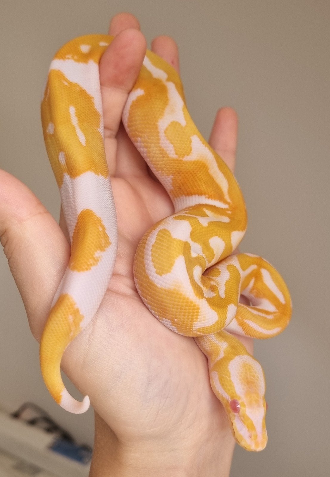 0.1 (blackhead) dreamsicle koningspython Ball Python photo 2