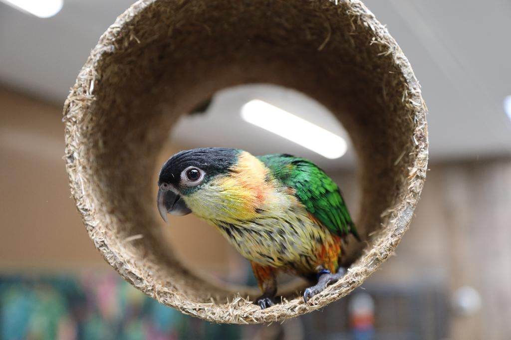Jonge Baby Zwartkop Caique´s | getest | Speels | Handtam, Meerdere dieren, Papegaai, Pratend