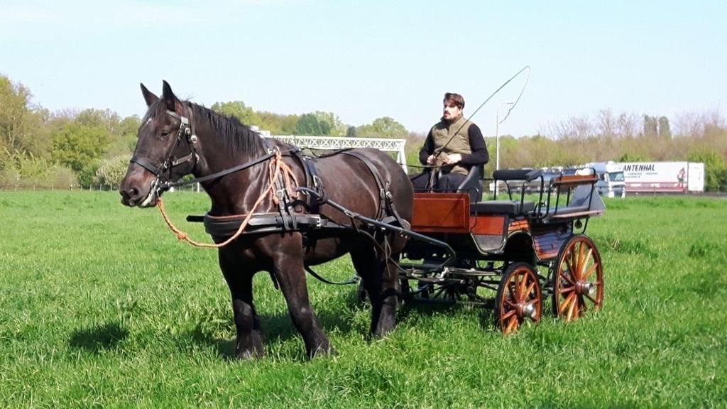Mooie wagonette te koop met enkelspan trekpaard tuig, Dieren en Toebehoren
