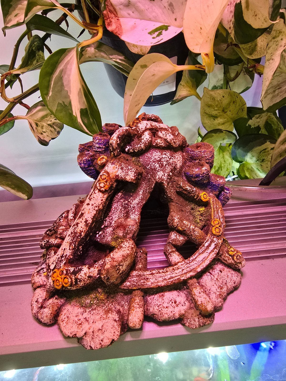 Leuk aquarium ornament, Ophalen