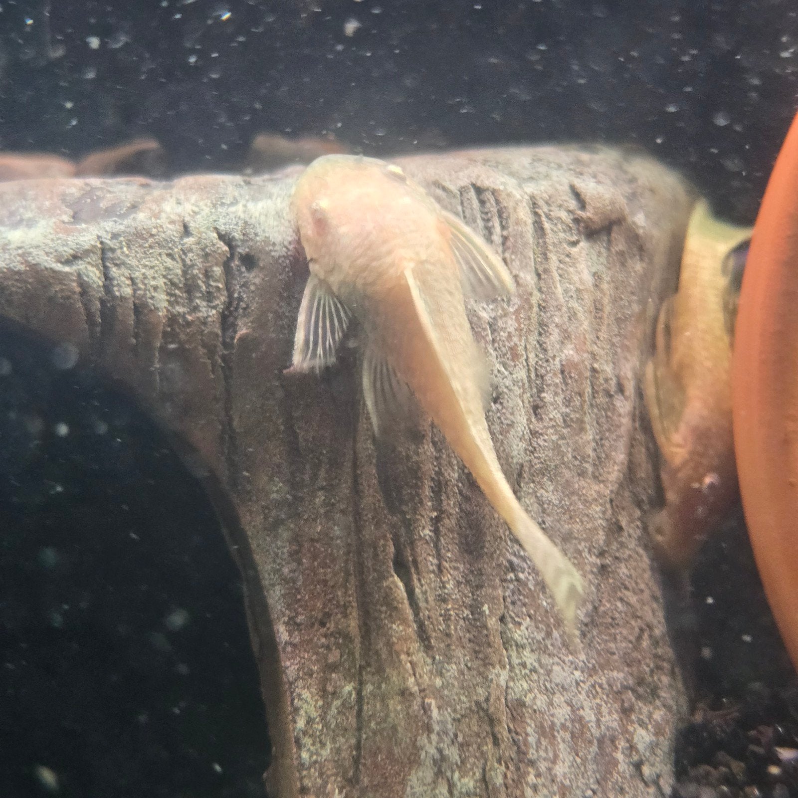 albino ansistrus €4,99ps, Dieren en Toebehoren, Vissen | Aquariumvissen, Vis