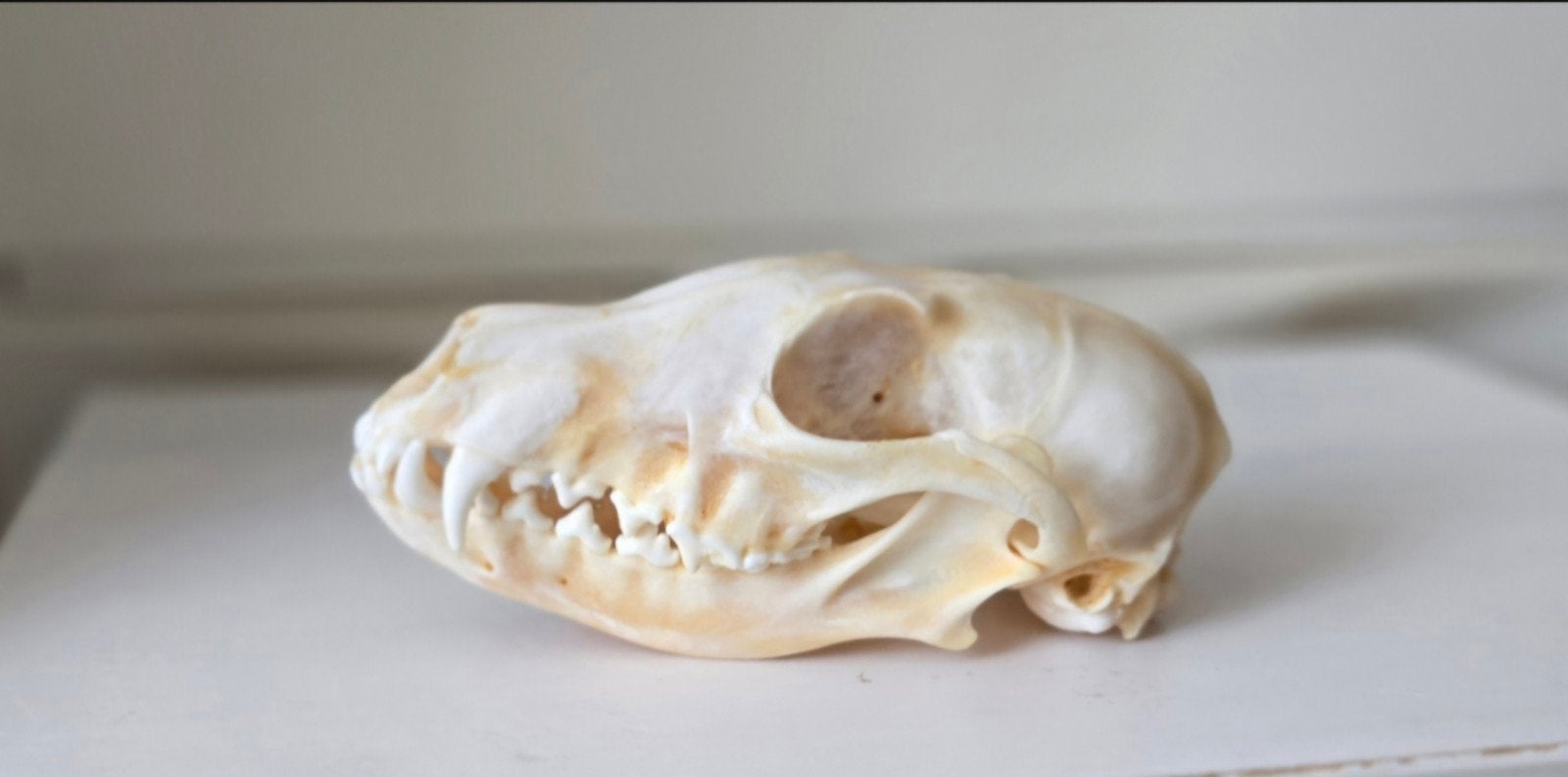 Schedel van een Zilvervos ( vulpes vulpes), Ophalen of Verzenden, Wild dier, Schedel