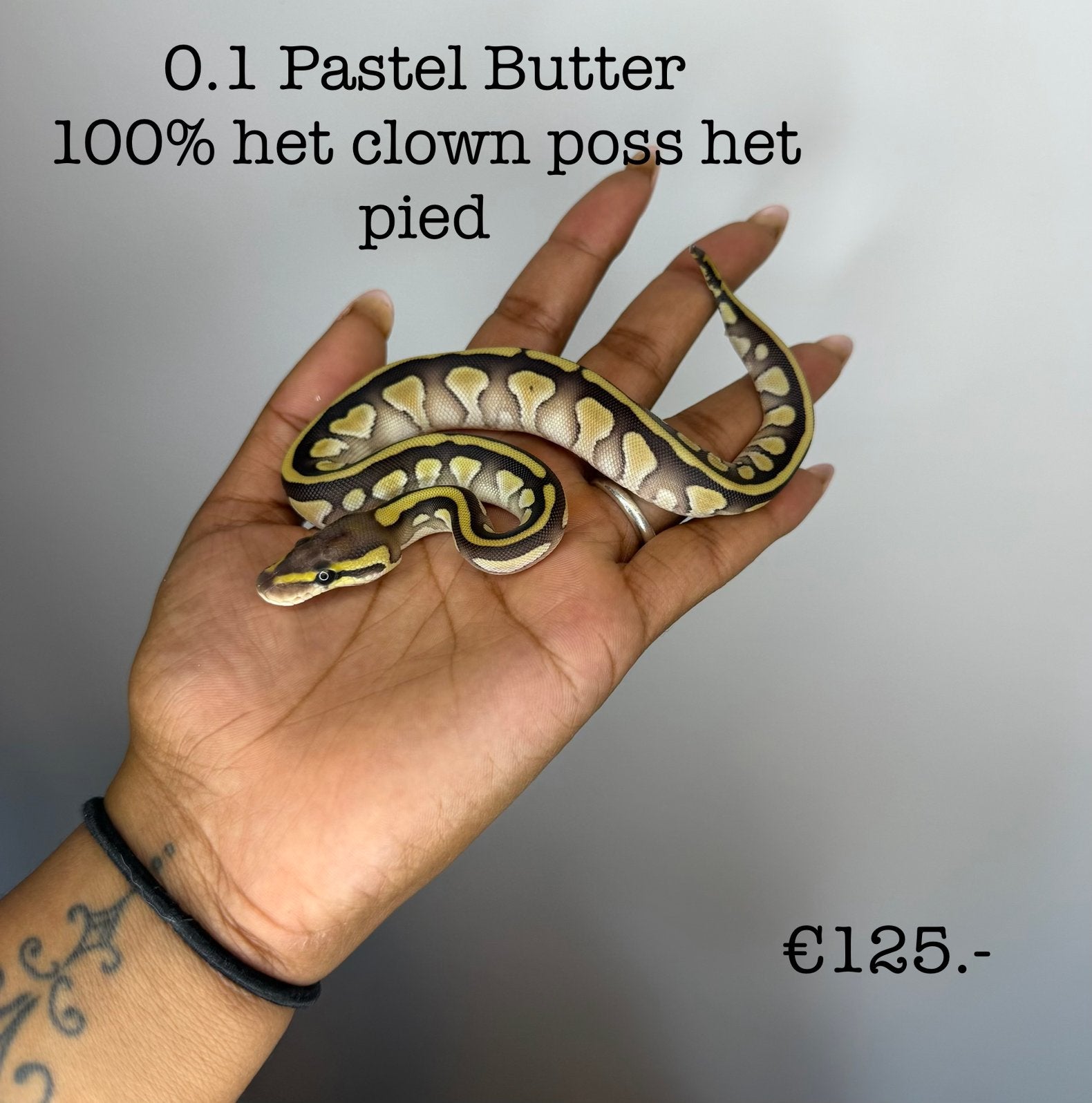 0.1 Pastel Butter 100% het clown poss het pied NK26, Dieren en Toebehoren
