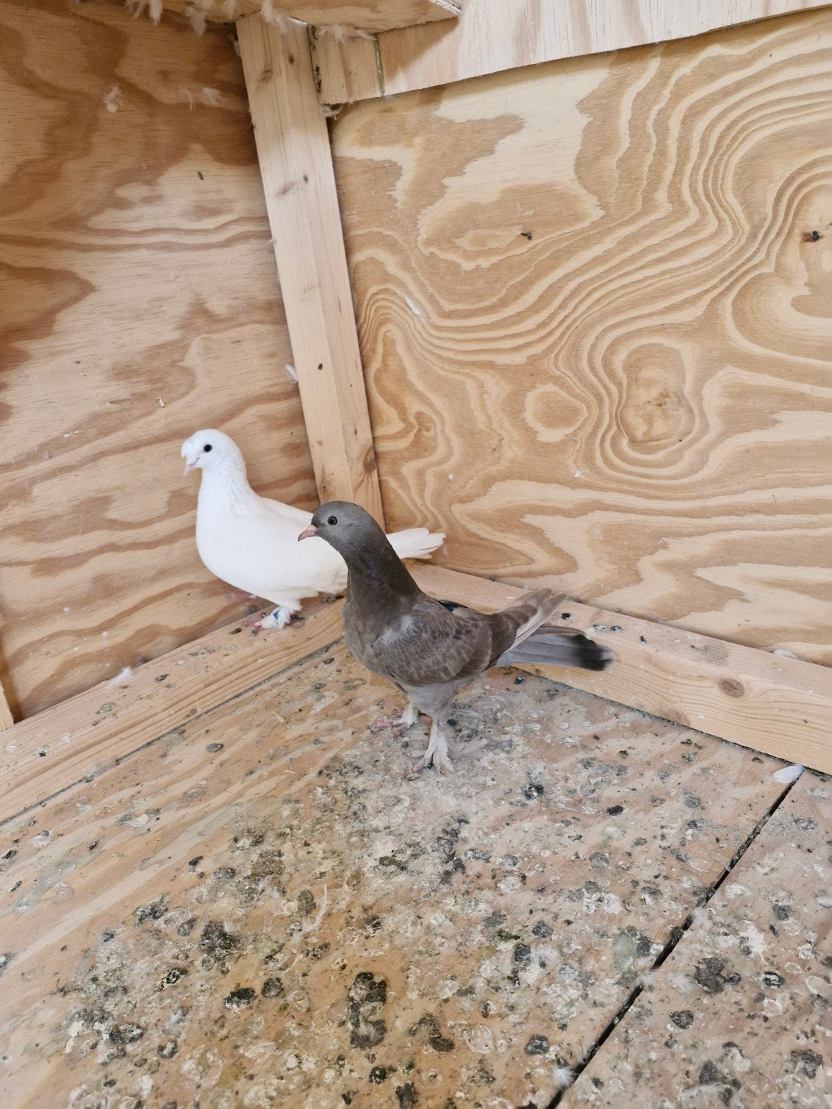 Jong Takla Duif, Dieren en Toebehoren, Vogels | Duiven, Vrouwelijk