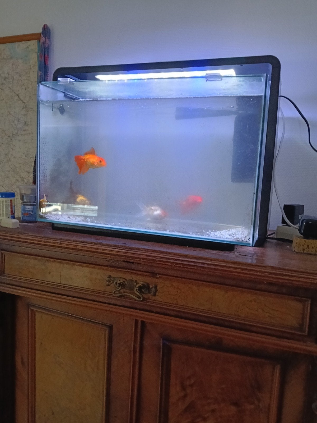 Vier grote sluierstaarten in super Fish home aquarium ., Dieren en Toebehoren, Vissen | Aquaria en Toebehoren, Ophalen, Zo goed als nieuw