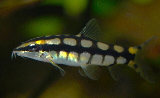Hobbyaquarium Ambastaia Sidthimunki / dwergbotia, Vis, Zoetwatervis, Schoolvis