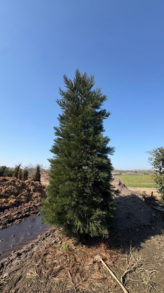 Sequoiadendron bomen in maten, Ophalen of Verzenden, Zomer, Volle zon, Overige soorten