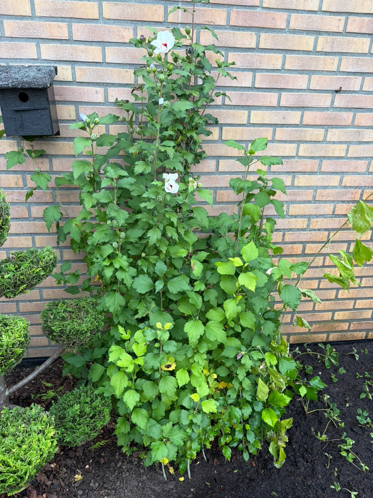 Hibiscus, Ophalen, Overige soorten, Minder dan 100 cm