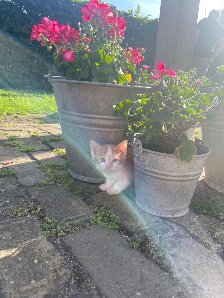 kittens, Dieren en Toebehoren, Meerdere dieren, Kortharig, 0 tot 2 jaar