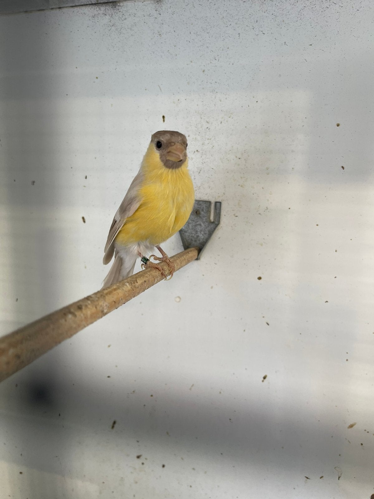 Laatse bruinpastel gele koppel goudvinken, Dieren en Toebehoren, Vogels | Overige Vogels, Meerdere dieren