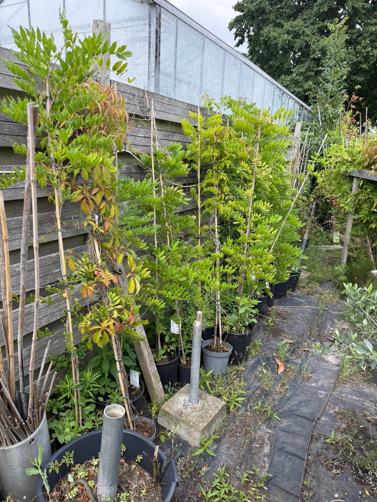 Wisteria of blauwe regen div maten en kleuren en prijzen, Tuin en Terras, Ophalen, Eenjarig, Overige soorten, Volle zon