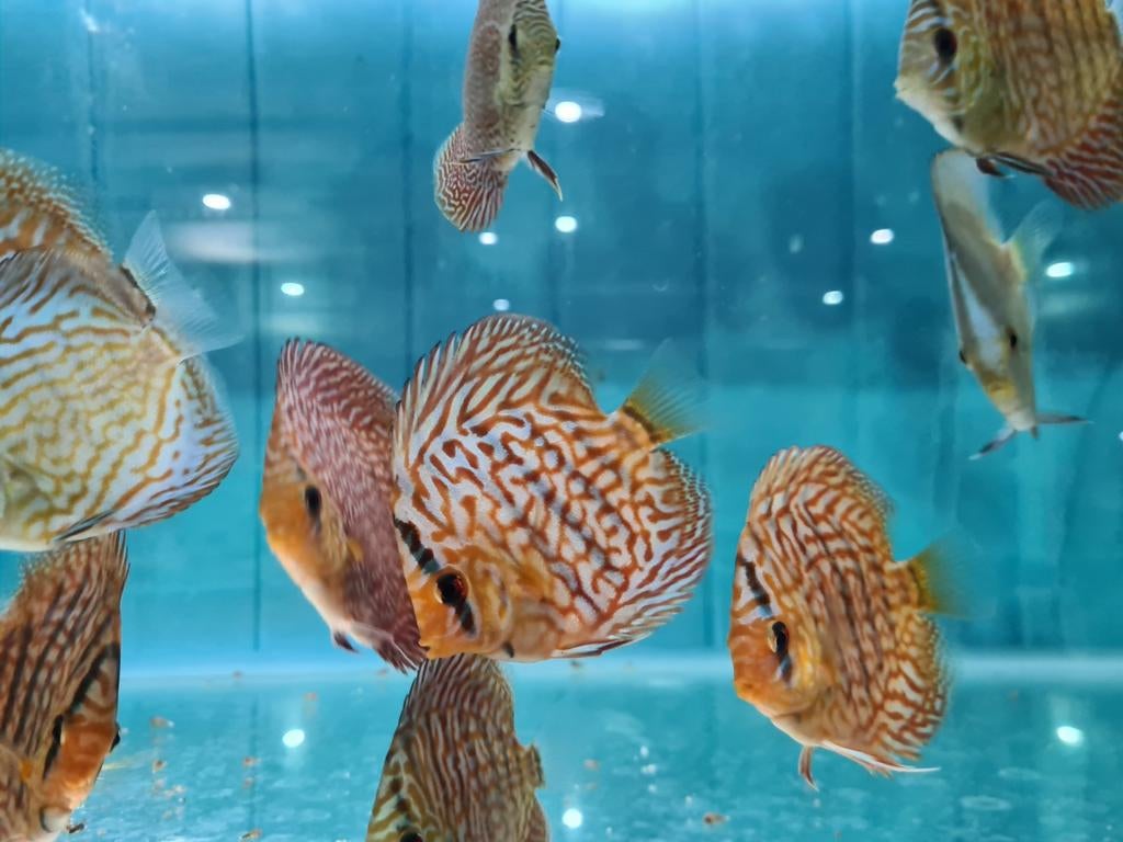 Blue Maze Turquoise Discus, Symphysodon Discus, Vis, Zoetwatervis