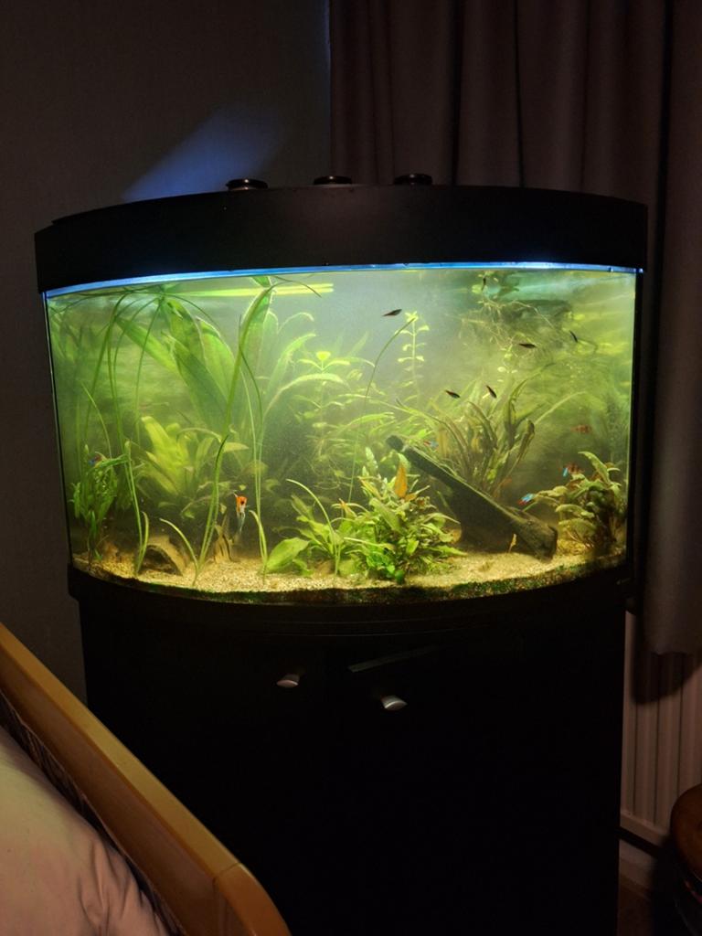 Mooi aquarium te koop, Dieren en Toebehoren, Vissen | Aquaria en Toebehoren, Ophalen, Overige merken, Inclusief vissen, Gevuld zoetwateraquarium
