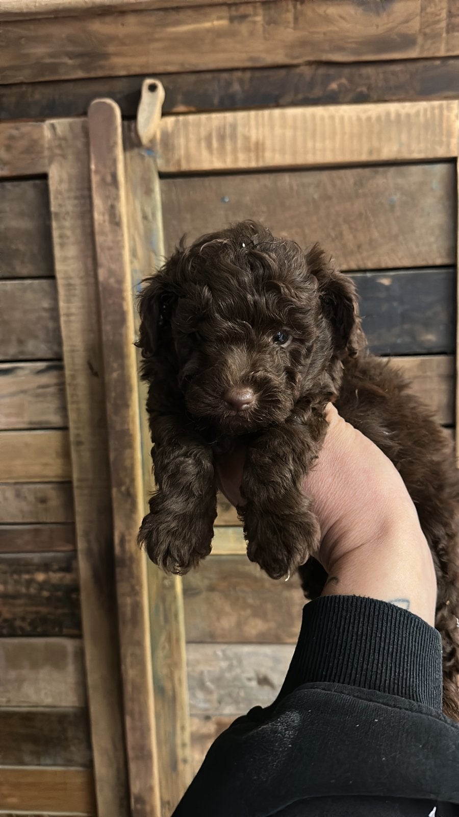 Toy x dwerg poedel pup choco, Poedel, Nederland, Reu, CDV (hondenziekte)