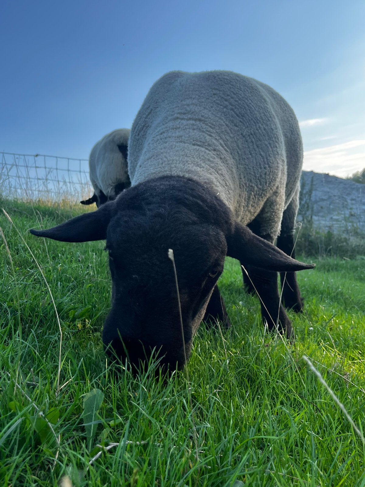 Suffolk ram, Dieren en Toebehoren, Schapen, Geiten en Varkens, Mannelijk, Schaap