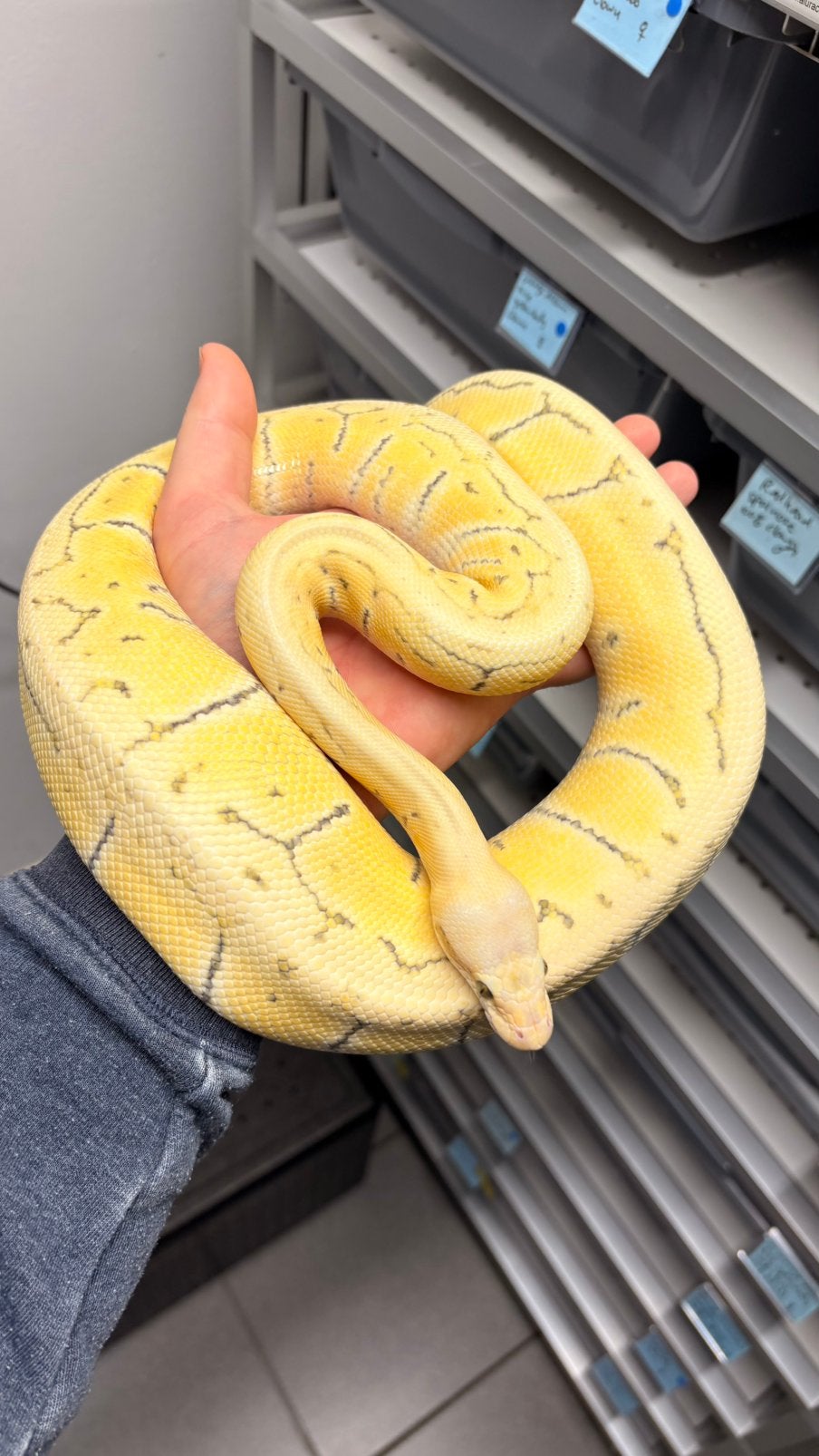 Pastel pinstripe desert ghost ball python