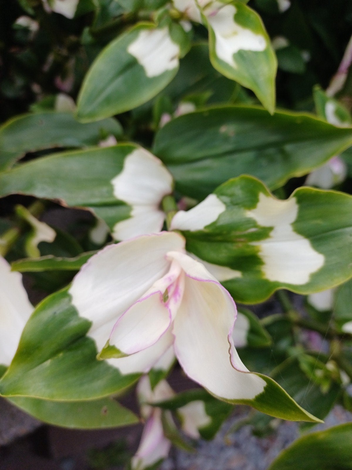 Tradescantia Blushing Bride, Huis en Inrichting, Ophalen of Verzenden, Halfschaduw, Minder dan 100 cm