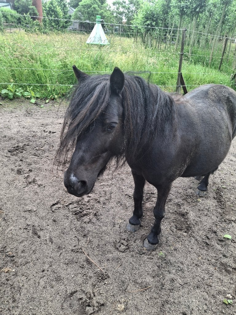 Stalhulp gezocht