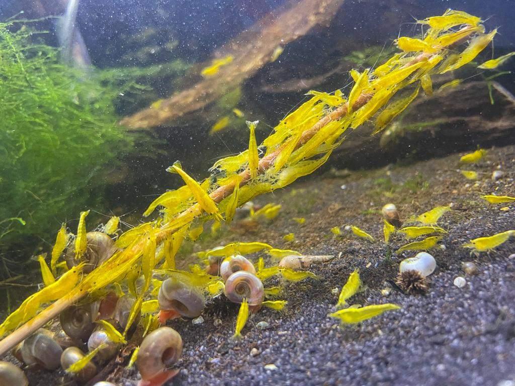 Yellow Neon Fire Backstripe garnalen, Kreeft, Krab of Garnaal, Zoetwatervis