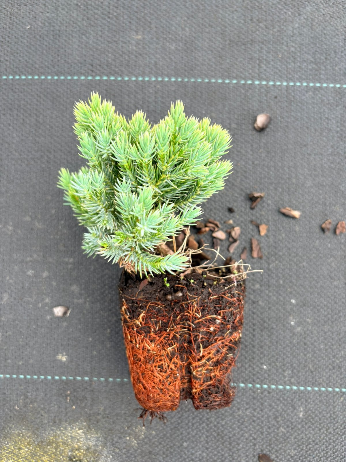 Juniperus squamata 'Blue Star', Tuin en Terras, Ophalen of Verzenden, Eenjarig, Overige soorten, Volle zon
