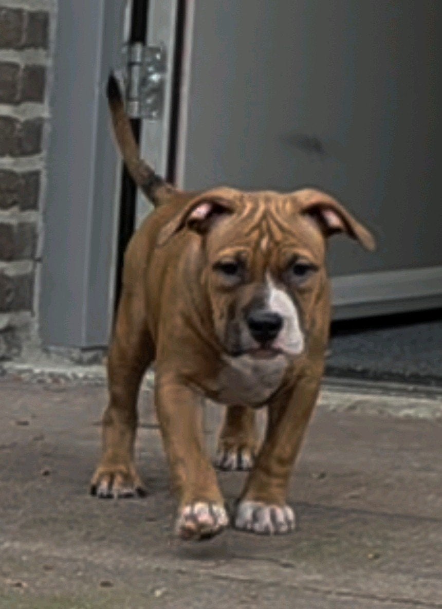 american bully pocket bully 13 weken laatste teefje, Parvo, Overige rassen, 8 tot 15 weken, Meerdere
