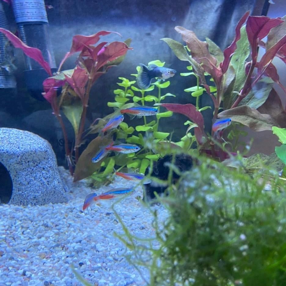 Neontetra's, Vis
