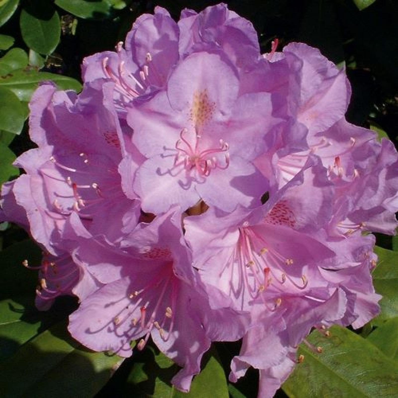 Partij Rhododendron Catawbiense Boursault 30/40 cm, Tuin en Terras, Planten | Struiken en Hagen, Ophalen, Rhododendron, Minder dan 100 cm