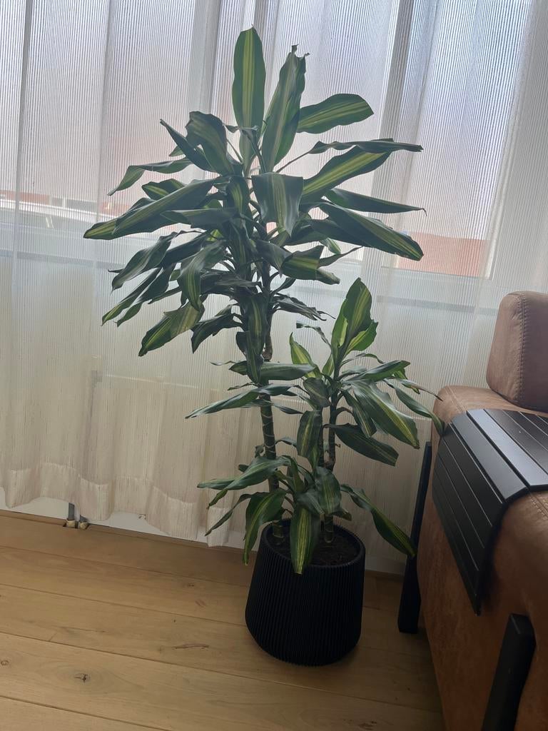 Grote plant met pot, Ophalen of Verzenden, Vaste plant, Overige soorten, Volle zon