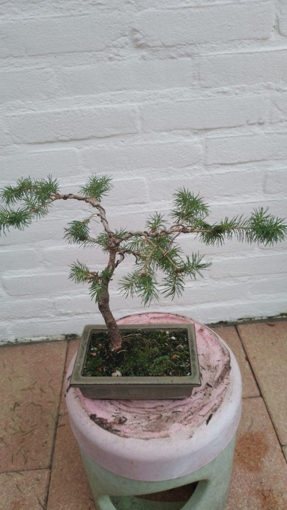 Bonsai Picea Glauca Conica, Ophalen, Vaste plant, Overige soorten, Halfschaduw