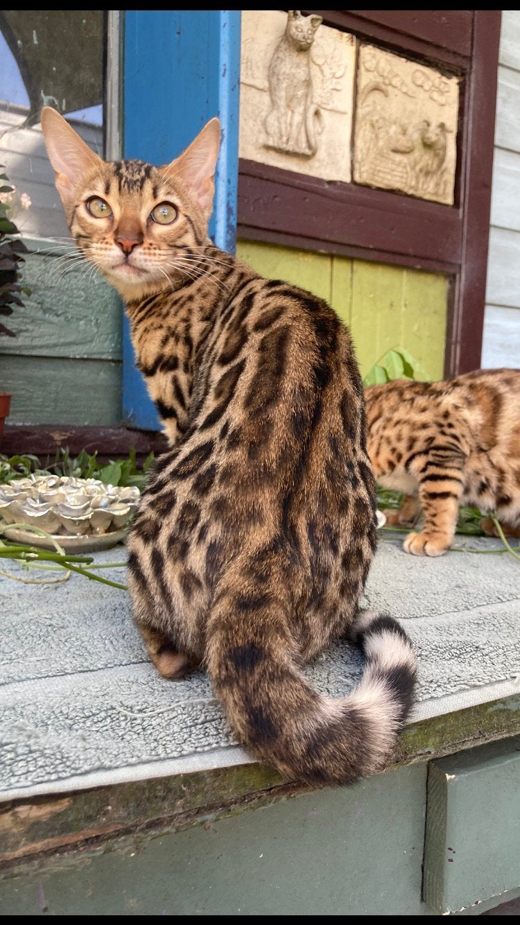 Bengaal kittens met stamboom, Meerdere dieren, Met stamboom, 0 tot 2 jaar