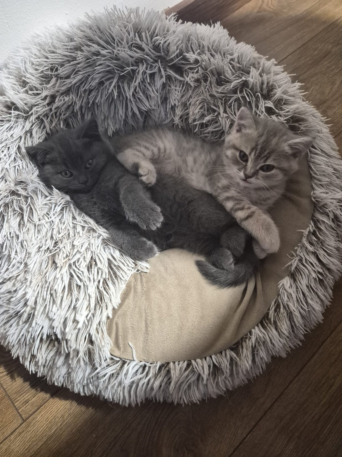 British shorthair (alleen donker grijs is beschikbaar), Kater