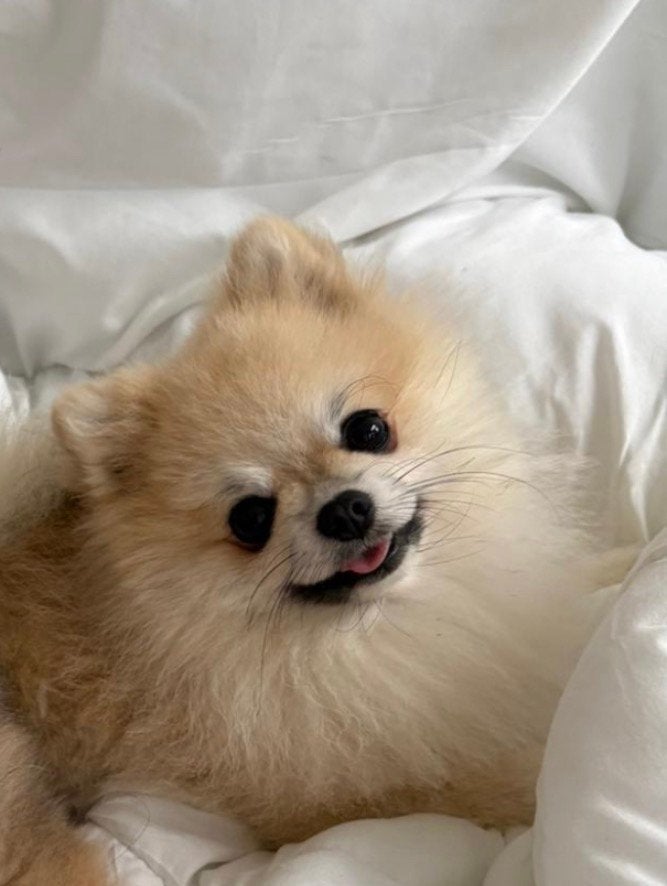 ter dekking beschikbaar!, Dieren en Toebehoren, Honden | Poolhonden, Keeshonden en Oertypen, 1 tot 2 jaar, Parvo, Eén hond, Nederland