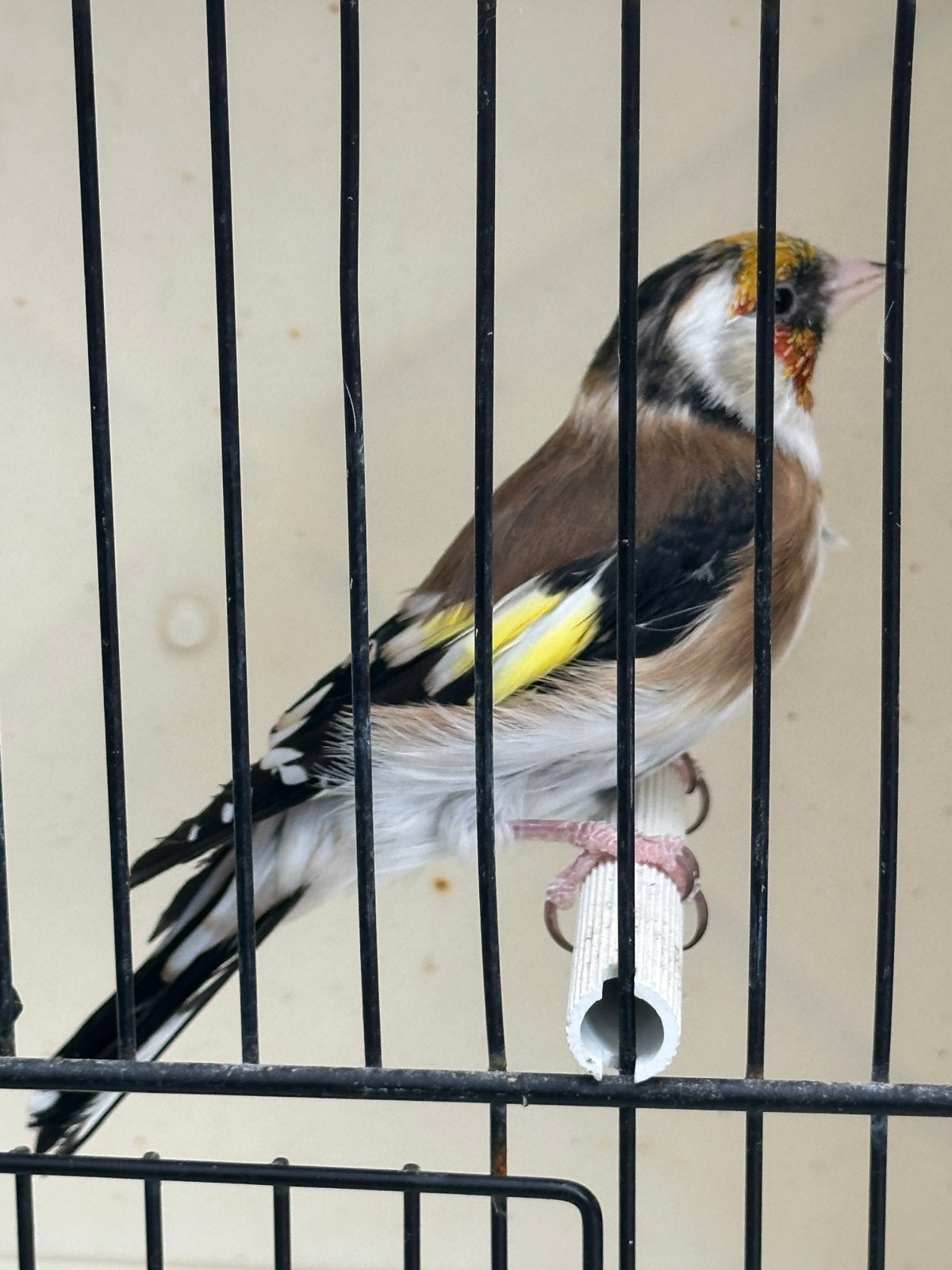 Majoor putter pop 2025, Dieren en Toebehoren, Vogels | Overige Vogels, Vrouwelijk, Wildzangvogel, Geringd