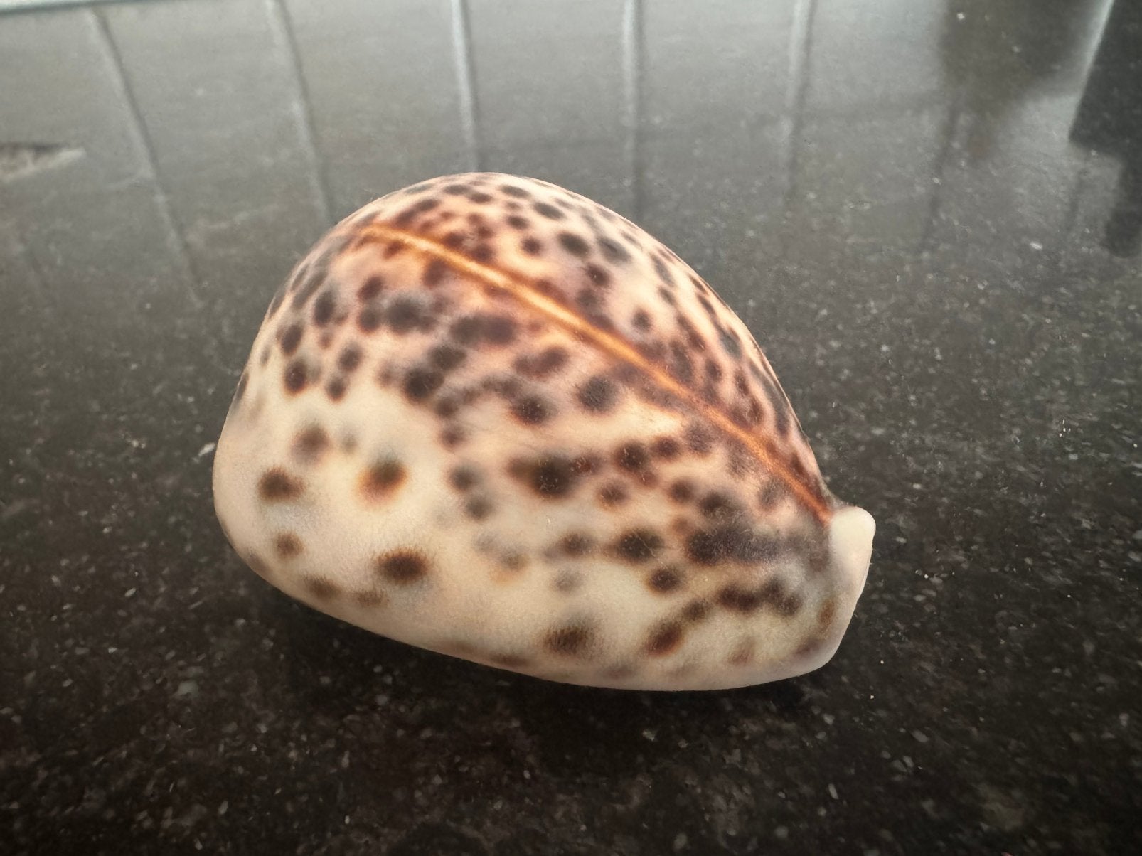 Tijgerkauri, schelp, Verzamelen, Ophalen of Verzenden, Schelp(en)