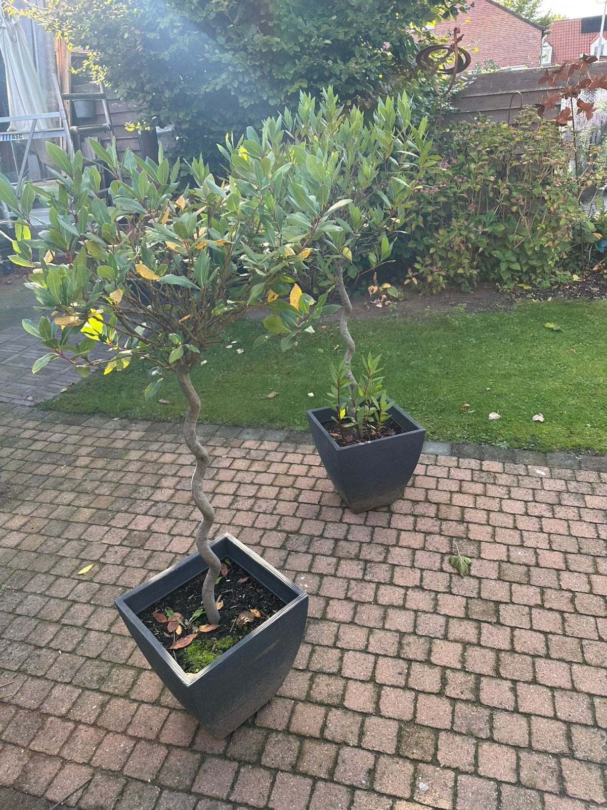 Laurier boompjes, Tuin en Terras, Ophalen, Bloeit niet, Halfschaduw, Overige soorten