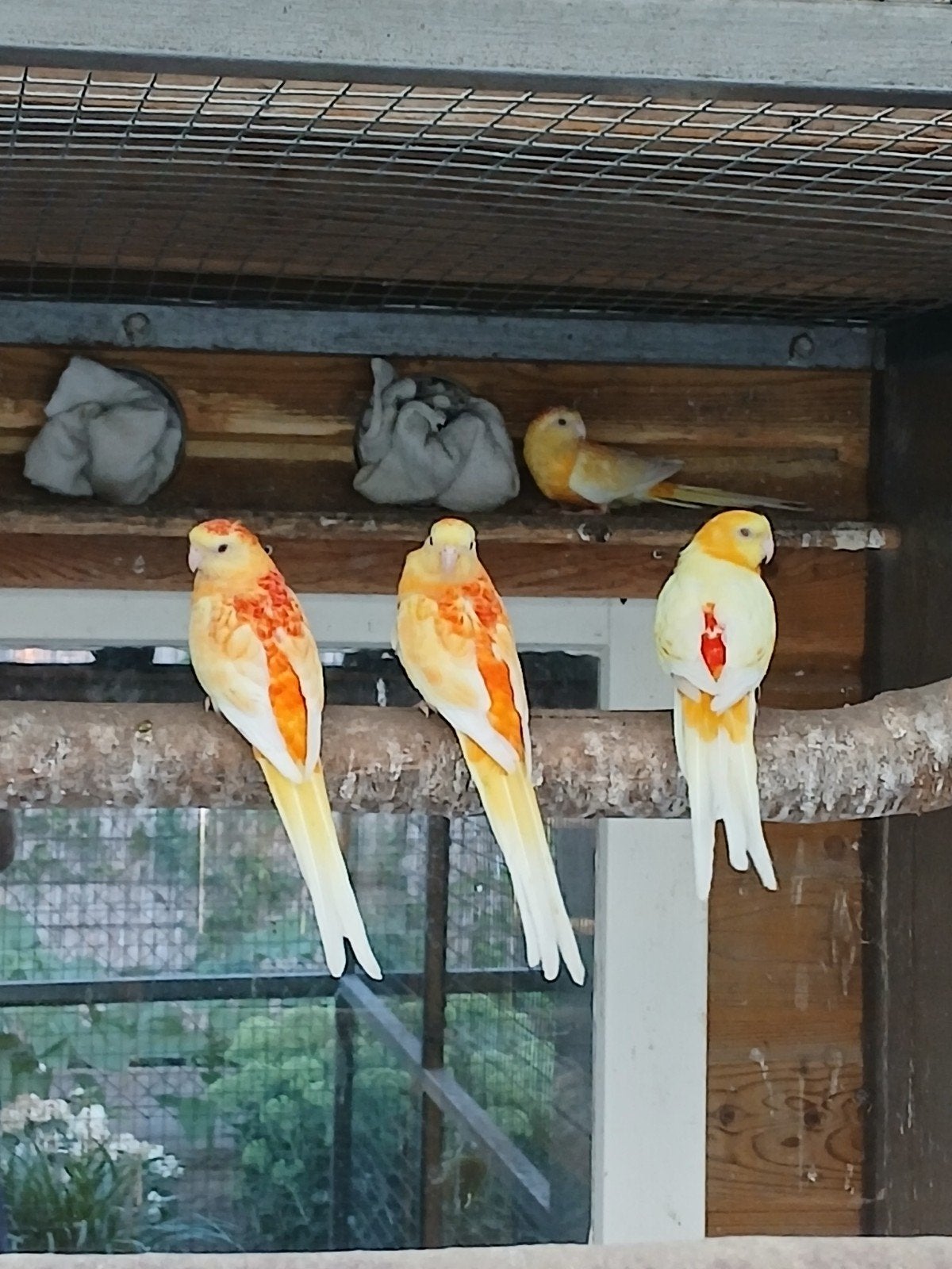 Te koop 2 koppels rubino roodruggen, Dieren en Toebehoren, Vogels | Parkieten en Papegaaien, Meerdere dieren, Parkiet, Geringd