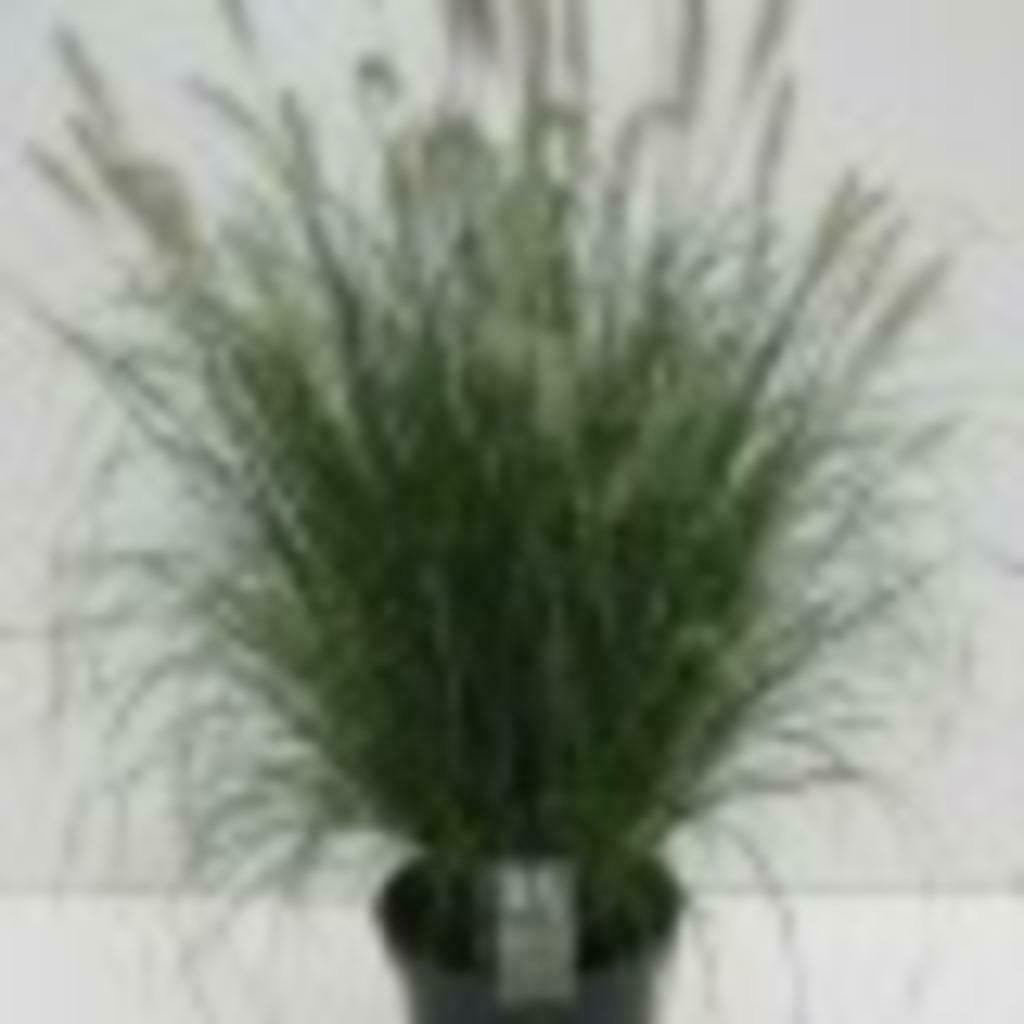 Lampenpoetsersgras, Vaste plant, Halfschaduw, Zomer, Ophalen
