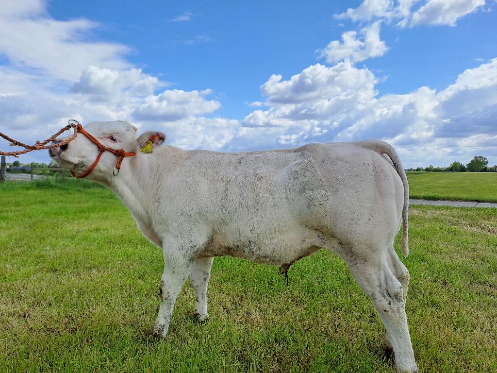 mooie dikbil stier, Dieren en Toebehoren, Runderen, Mannelijk, 0 tot 2 jaar