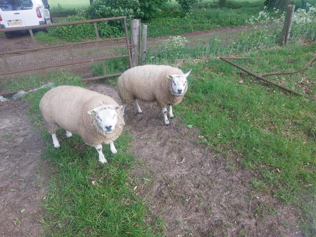 Texelaar rammen, Mannelijk, Schaap