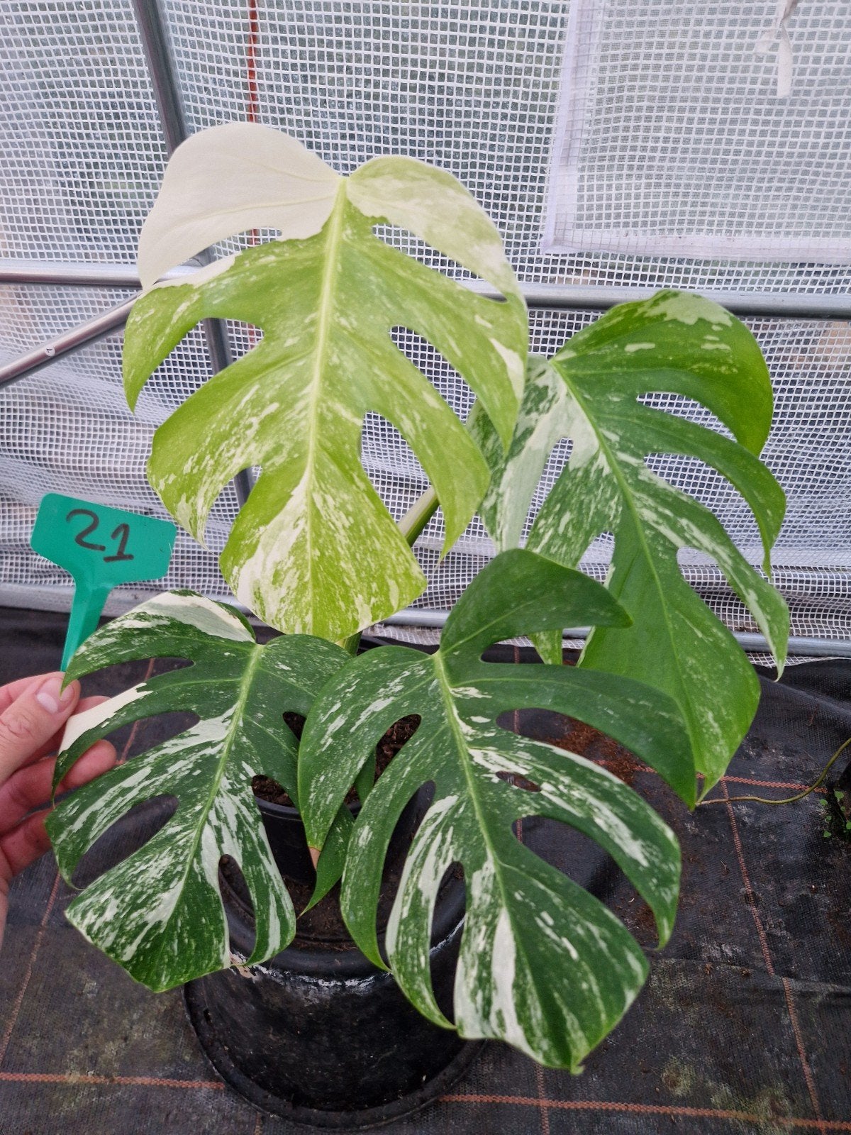 Monstera Deliciosa Albo Variegata kamerplant #21, Ophalen of Verzenden, Bloeit niet, Overige soorten, Halfschaduw