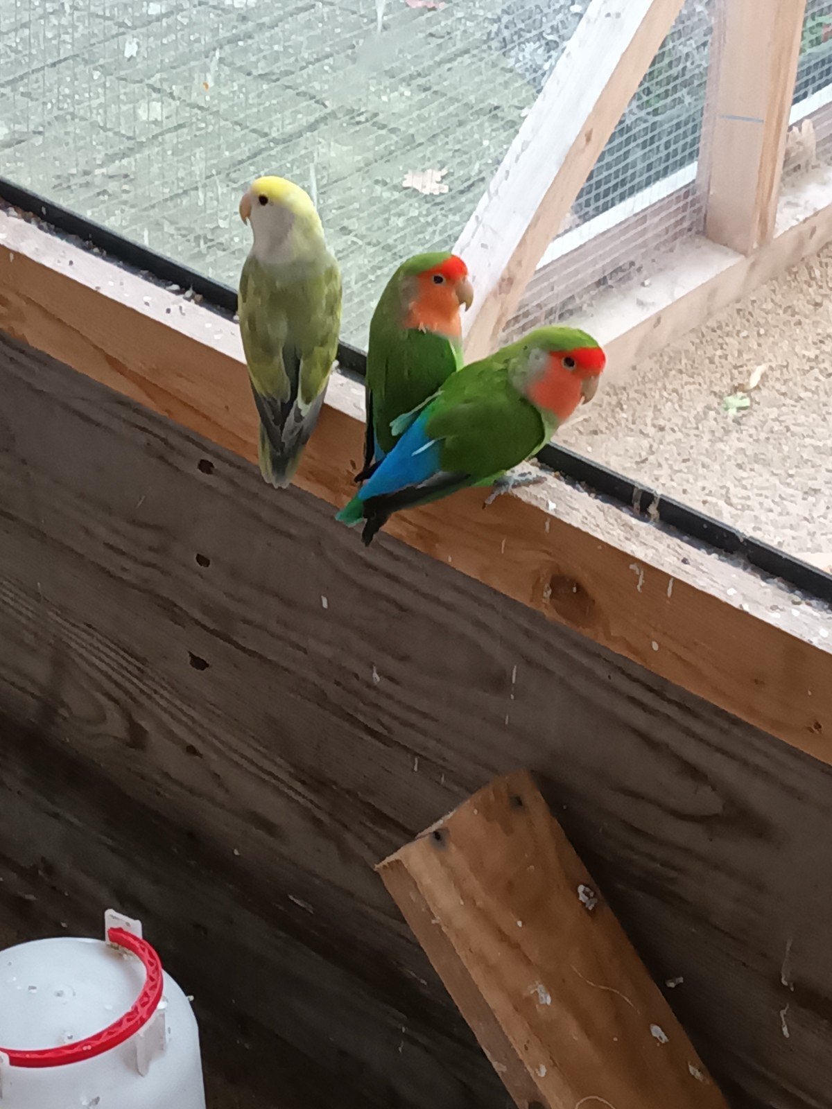 4 heel mooie Agapornis,  broed April 2025., Geslacht onbekend, Dwergpapegaai of Agapornis