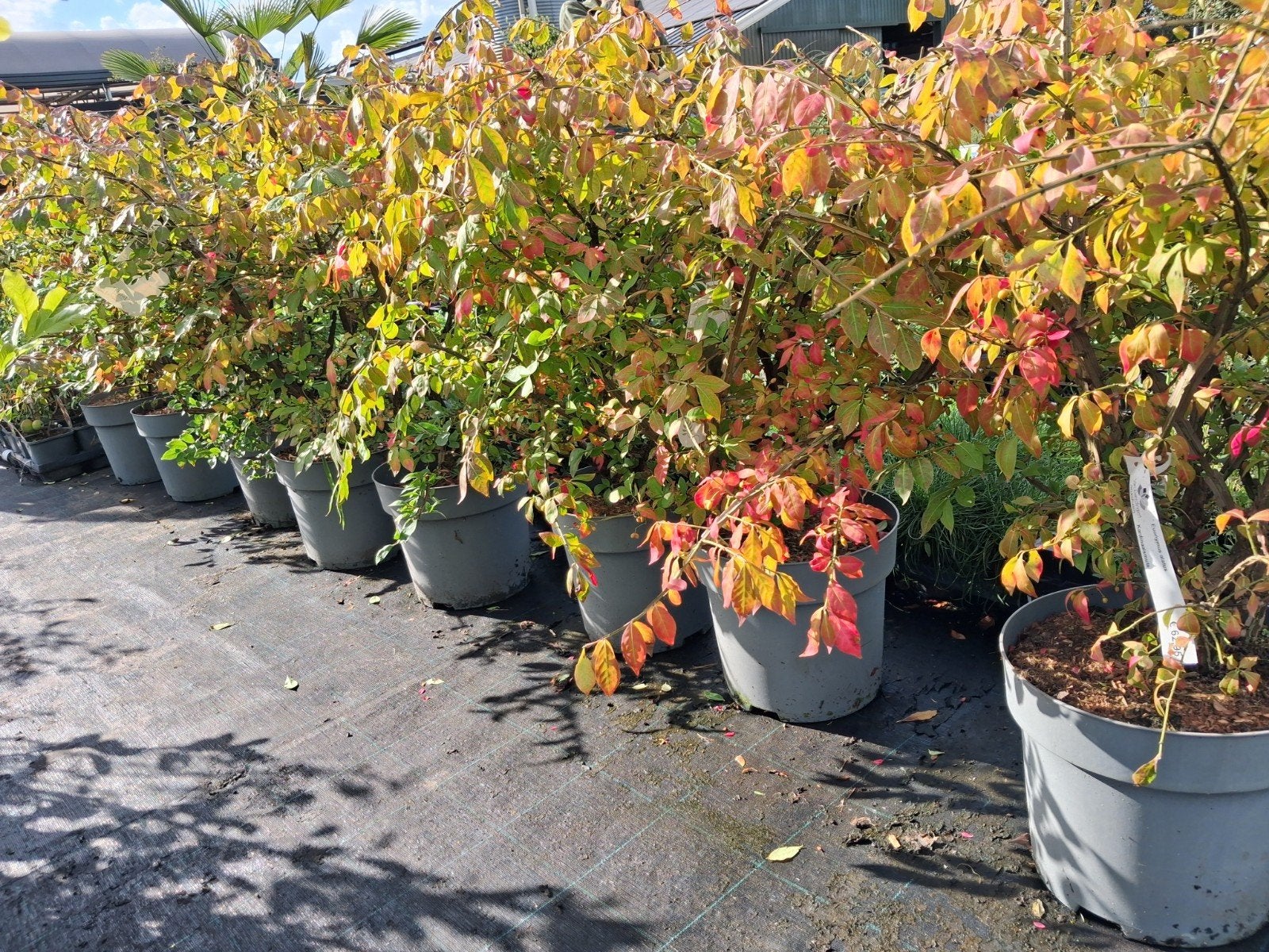 Euonymus alatus - Kardinaalsmuts met prachtige herfstkleur, Ophalen of Verzenden, Vaste plant, Overige soorten, Halfschaduw