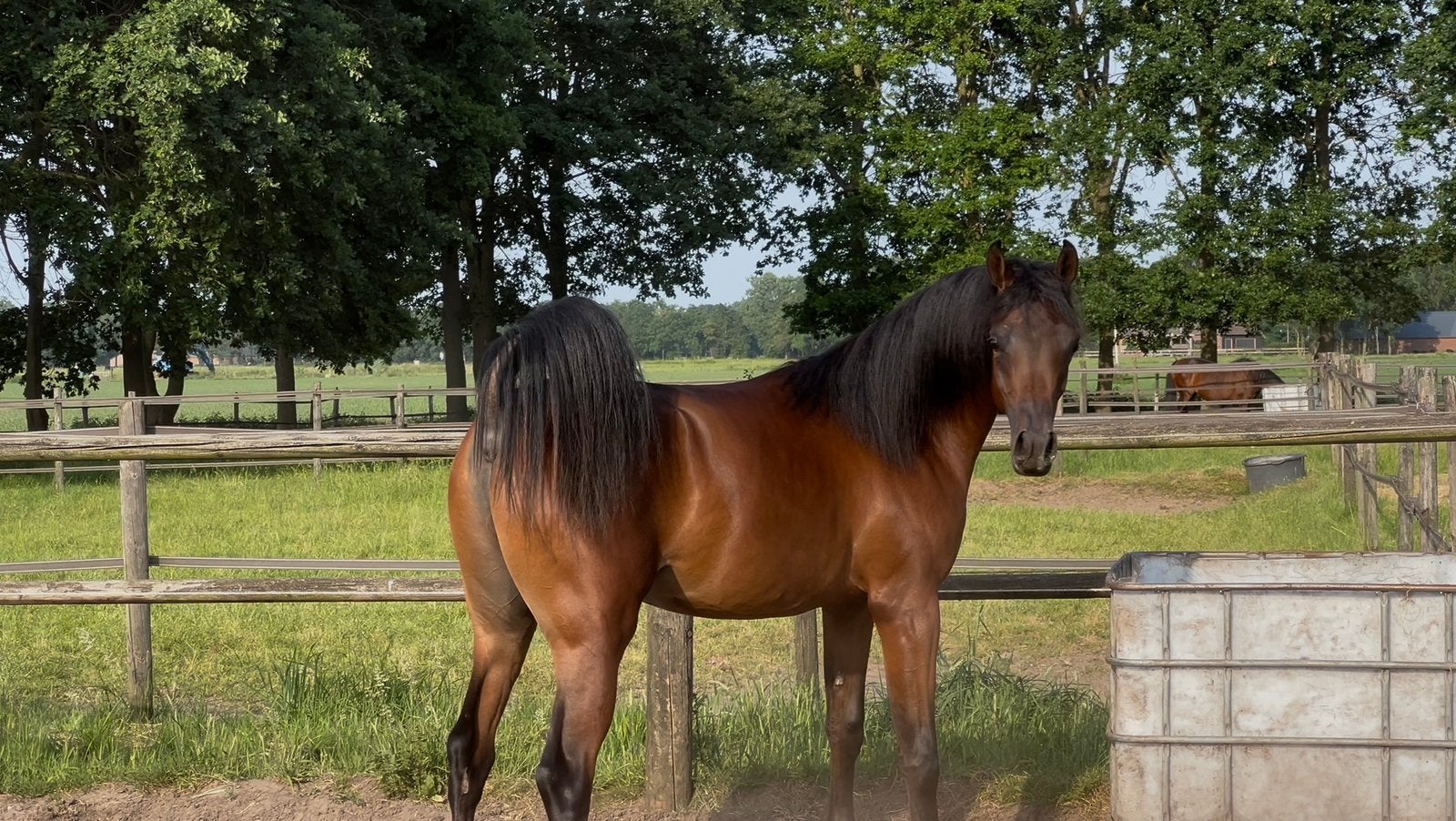 Knappe arabisch volbloed jaarling hengst, Hengst, Niet van toepassing, Minder dan 160 cm, 0 tot 2 jaar