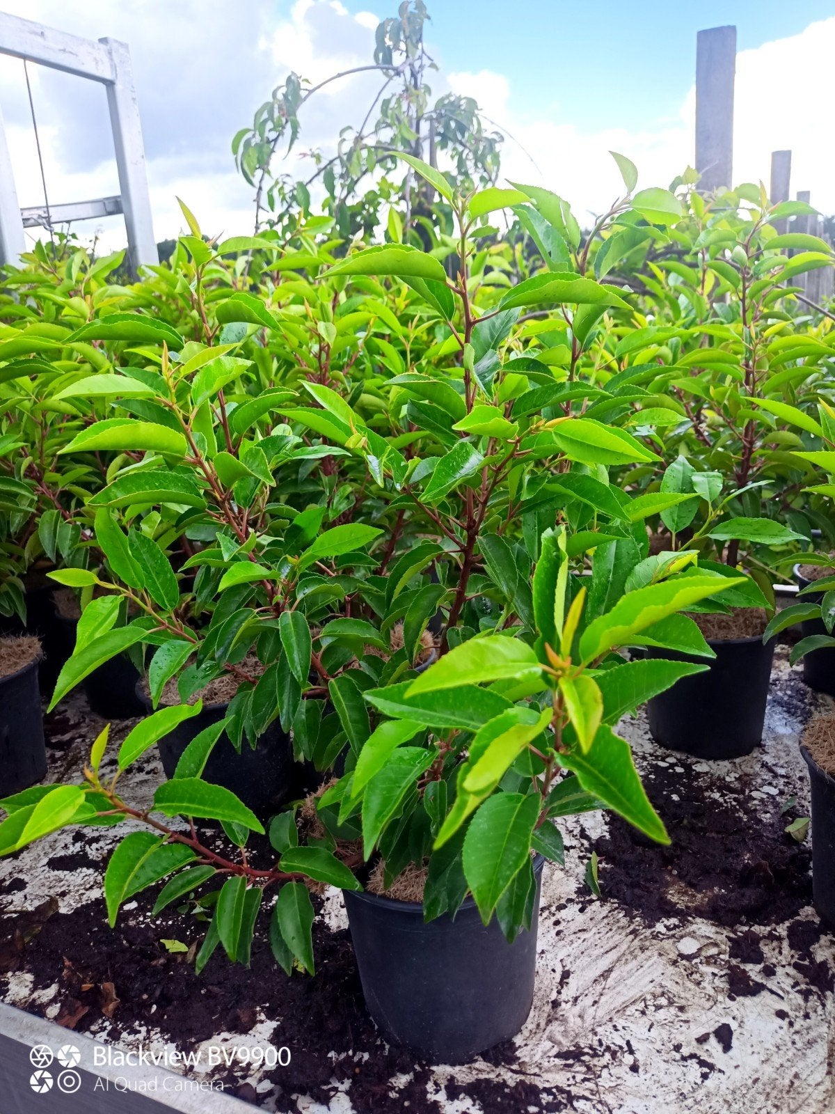 Portugese laurier Prunus l angustifolia 40/50cm pot planten, Tuin en Terras, Planten | Struiken en Hagen, Ophalen of Verzenden